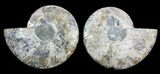 Large, Polished Ammonite Pair - Agatized #56159-1
